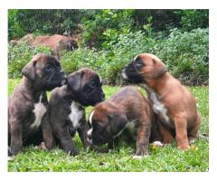 Beautiful registered boxer puppies for sale - SOLD