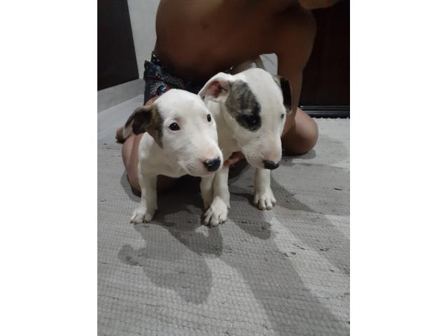 puppies-for-sale-gauteng