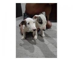 Bullterrier puppies for sale in Gauteng