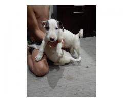 Bullterrier puppies for sale in Gauteng