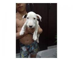 Bullterrier puppies for sale in Gauteng