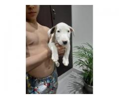 Bullterrier puppies for sale in Gauteng