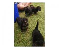 German shepherd puppies for sale - Gauteng