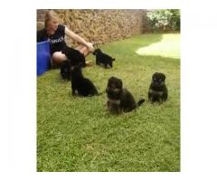 German shepherd puppies for sale - Gauteng