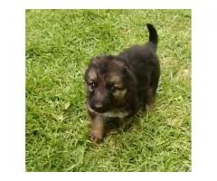 German shepherd puppies for sale - Gauteng