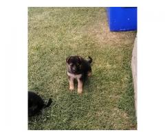 German shepherd puppies for sale - Gauteng