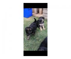 German shepherd puppies for sale - Gauteng