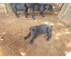 Black Boerboel Puppies for sale in Centurion - SOLD