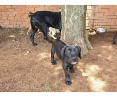 Black Boerboel Puppies for sale in Centurion - SOLD
