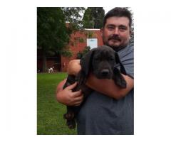 Black Boerboel Puppies for sale in Centurion - SOLD