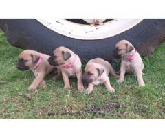 Boerboel puppies for sale (9 male and 3 females)