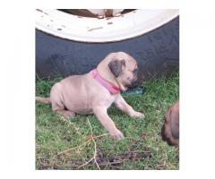 Boerboel puppies for sale (9 male and 3 females)