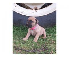 Boerboel puppies for sale (9 male and 3 females)