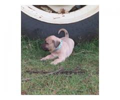 Boerboel puppies for sale (9 male and 3 females)