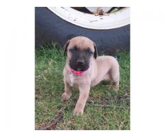 Boerboel puppies for sale (9 male and 3 females)