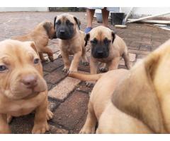 Purebred boerboel puppies for sale in East Rand - Gauteng