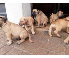 Purebred boerboel puppies for sale in East Rand - Gauteng