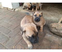 Purebred boerboel puppies for sale in East Rand - Gauteng