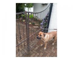 Purebred boerboel puppies for sale in East Rand - Gauteng