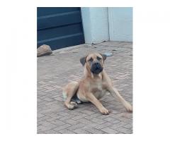 Purebred boerboel puppies for sale in East Rand - Gauteng