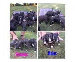 Brindle Bull Terrier puppies for sale - SORRY ALL SOLD