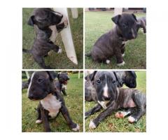 Brindle Bull Terrier puppies for sale - SORRY ALL SOLD