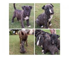 Brindle Bull Terrier puppies for sale - SORRY ALL SOLD