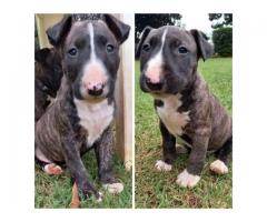 Brindle Bull Terrier puppies for sale - SORRY ALL SOLD