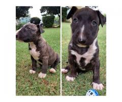 Brindle Bull Terrier puppies for sale - SORRY ALL SOLD