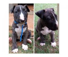 Brindle Bull Terrier puppies for sale - SORRY ALL SOLD