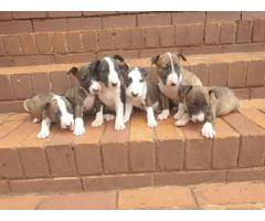 Bull terrier pups for sale. Dewormed and vaccinated.