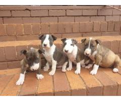 Bull terrier pups for sale. Dewormed and vaccinated.