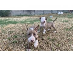 Bull terriers puppies for sale - Cape town - SORRY SOLD