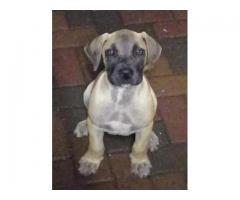 Thoroughbred Boerbul pups for sale