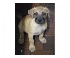 Thoroughbred Boerbul pups for sale