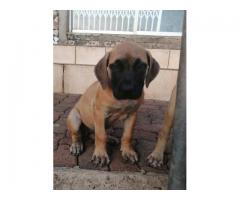 Thoroughbred Boerbul pups for sale