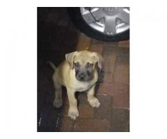 Thoroughbred Boerbul pups for sale