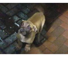 Thoroughbred Boerbul pups for sale