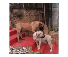 Thoroughbred Boerbul pups for sale