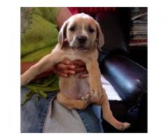 Boerboel Mix German Shepherd Puppies for sale