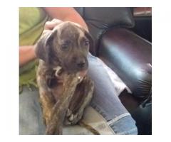 Boerboel Mix German Shepherd Puppies for sale