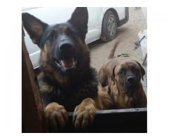 Boerboel Mix German Shepherd Puppies for sale