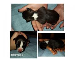 American Staffordshire Terrier puppies for sale