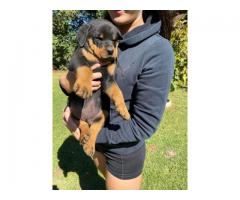 Thorough bred Rottweiler puppies for sale (large head)