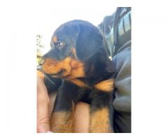 Thorough bred Rottweiler puppies for sale (large head)