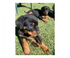 Thorough bred Rottweiler puppies for sale (large head)