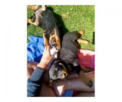 Thorough bred Rottweiler puppies for sale (large head)