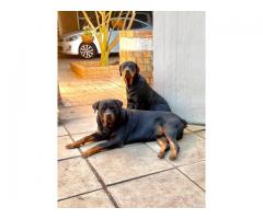 Thorough bred Rottweiler puppies for sale (large head)