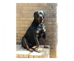 Thorough bred Rottweiler puppies for sale (large head)