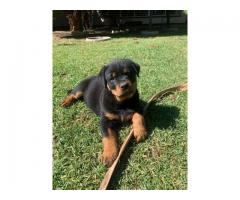 Thorough bred Rottweiler puppies for sale (large head)